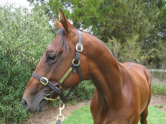 Lot 699: Kermadec (NZ) / Moussaieff