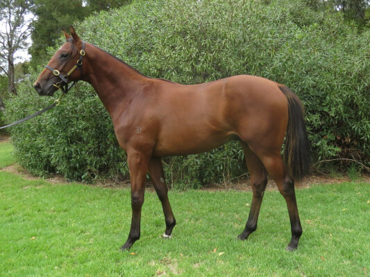 Lot 699: Kermadec (NZ) / Moussaieff