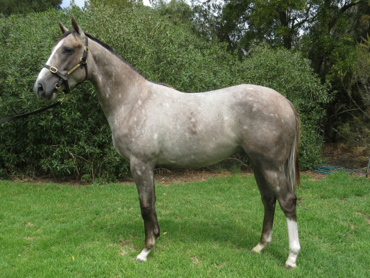 Lot 800: Puissance de Lune (IRE) / Wijdaan