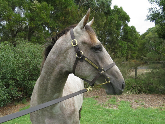 Lot 800: Puissance de Lune (IRE) / Wijdaan