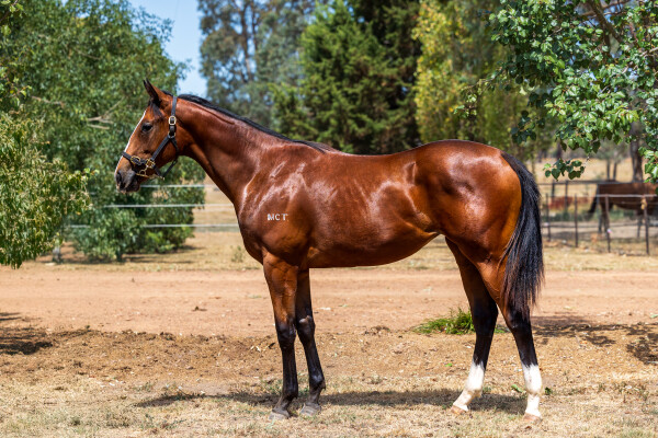 Lot 774: Dirty Work / Taltarni