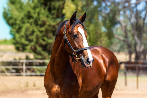 Lot 774: Dirty Work / Taltarni