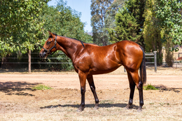 Lot 786: Rubick / Turf Cutter Girl