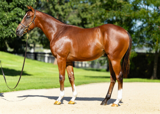 Lot 134: Stay Inside / Deroche