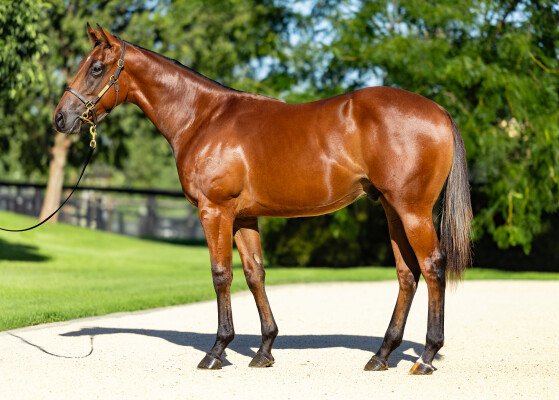 Lot 358: Stay Inside / Notation