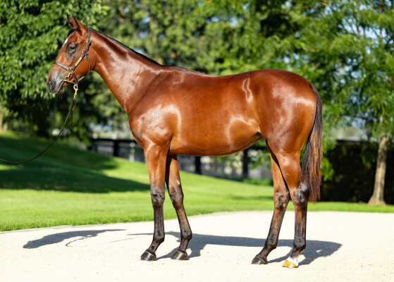 Lot 376: Extreme Choice / Paulita (USA)