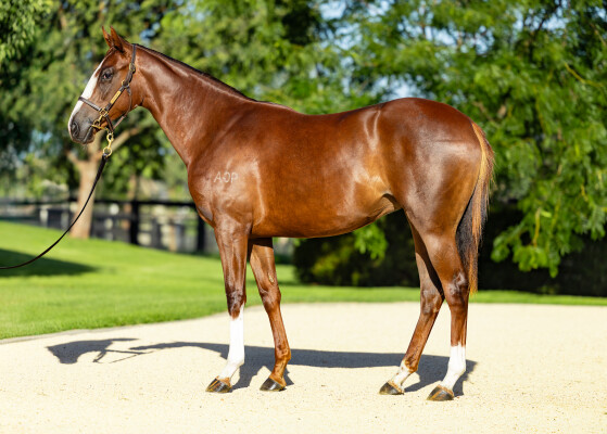 Lot 435: Maurice (JPN) / Satin Love