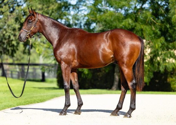 Lot 466: King's Legacy / Silver Spirit