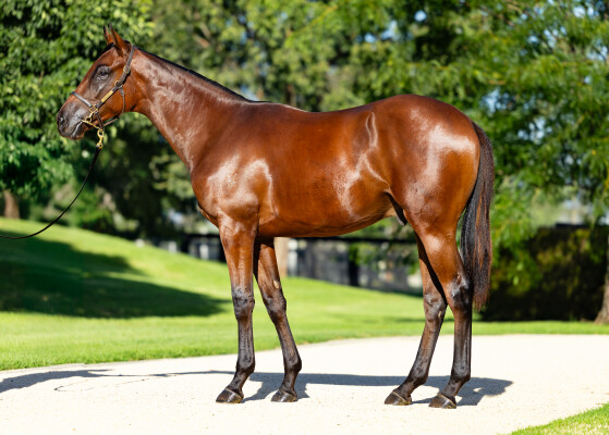 Lot 478: Pierro / Sookie