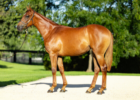 Lot 507: Extreme Choice / Supersay