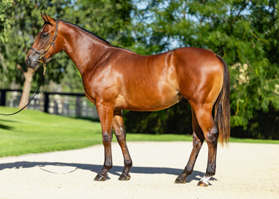 Lot 515: Home Affairs / Sybella