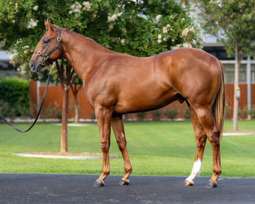 Lot 304: Maurice (JPN) / Maracas
