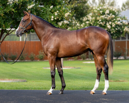 Lot 442: Dundeel (NZ) / Scandaleuse (USA)