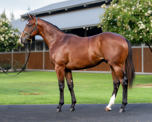 Lot 443: The Autumn Sun / Scarlet Dream