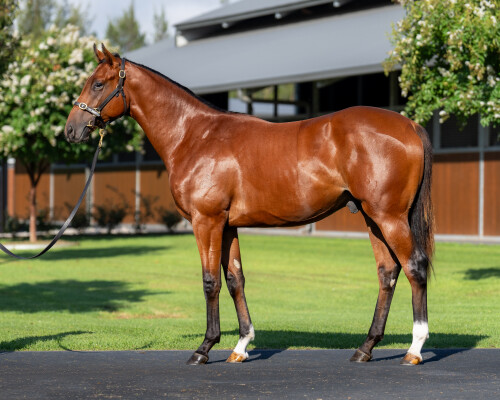 Lot 518: The Autumn Sun / Tango