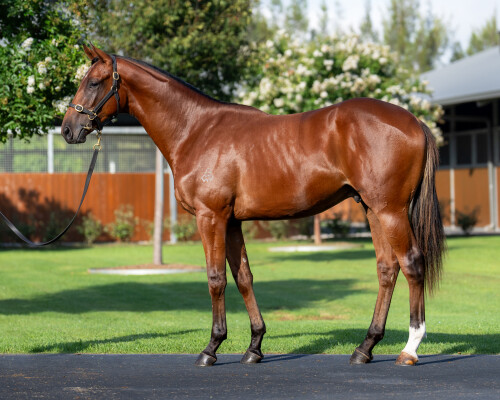 Lot 535: Too Darn Hot (GB) / Trackalong