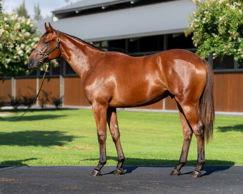 Lot 560: All Too Hard / Windstream