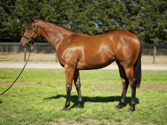Lot 82: Doubtland / Brevity