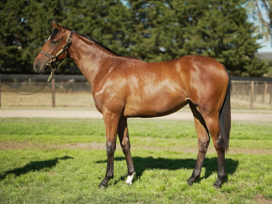 Lot 99: Portland Sky / Cerda