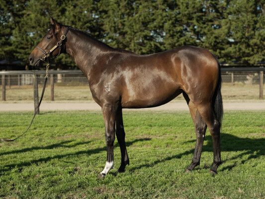Lot 149: Zoustar / Dulverton