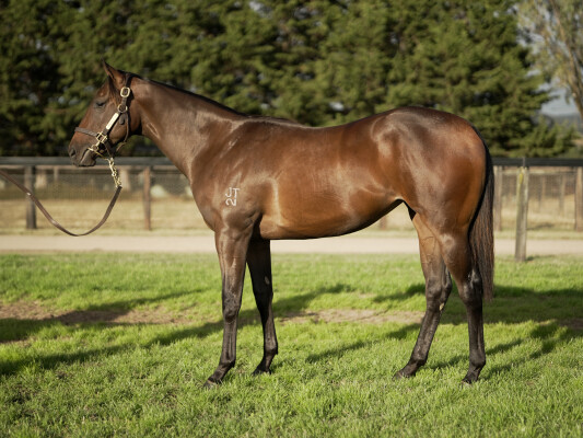 Lot 199: Shamus Award / Hear the Chant