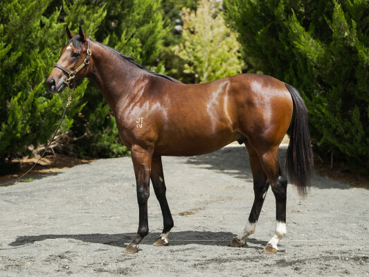 Lot 171: Ghaiyyath (IRE) / Final Choice