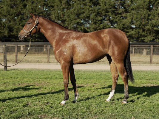 Lot 217: Bivouac / Intimate Moment (NZ)