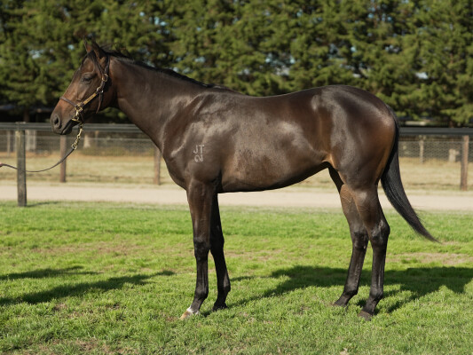 Lot 213: Pinatubo (IRE) / Inclement