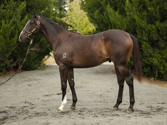 Lot 237: Maurice (JPN) / Keepherinmind (NZ)
