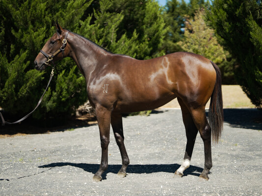 Lot 294: All Too Hard / Magic Sound (IRE)