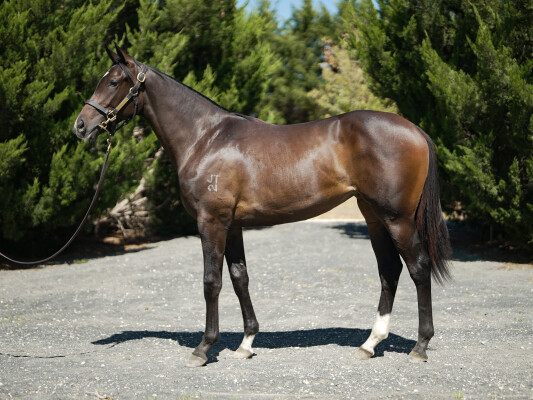 Lot 328: So You Think (NZ) / Missari