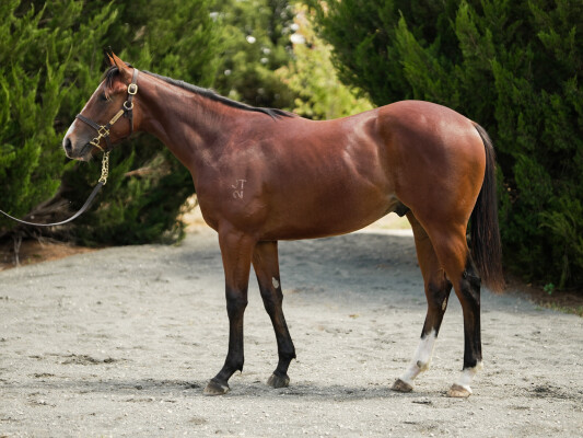 Lot 329: Portland Sky / Missy Longstocking