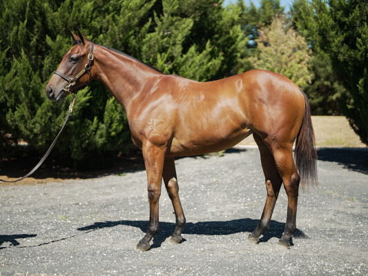 Lot 354: I Am Immortal / Niki Piki Milo (NZ)