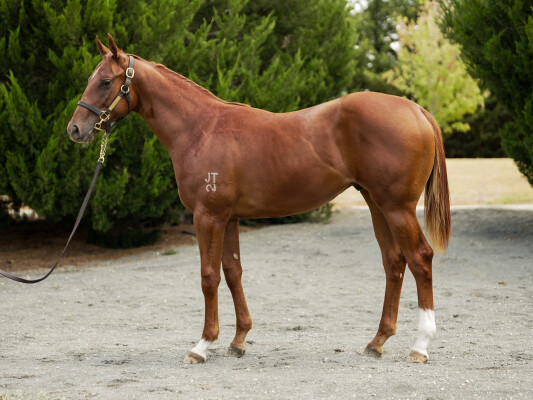 Lot 375: Zoustar / Patricia Dawn
