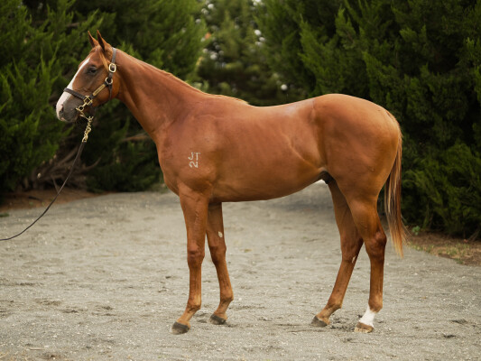 Lot 390: Written By / Profiterole