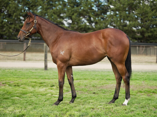 Lot 396: Trapeze Artist / Queen Petra