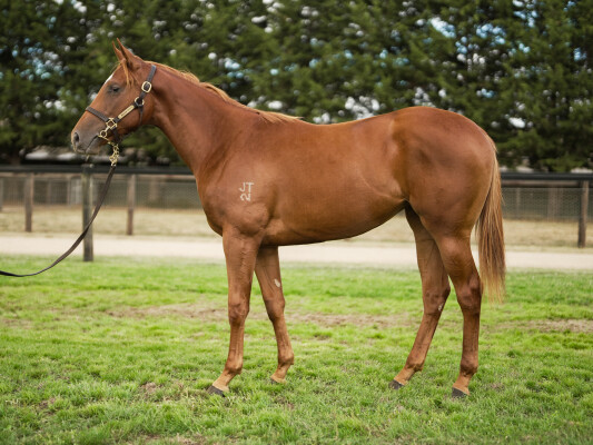 Lot 398: Doubtland / Quenya