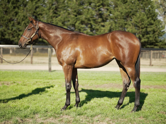 Lot 418: Blue Point (IRE) / Roma Giaconda