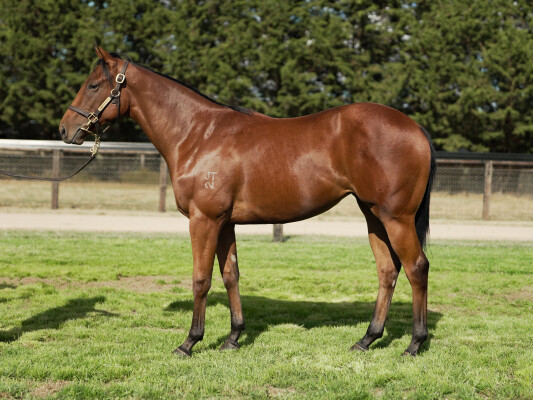 Lot 445: Pierata / Scissorhands