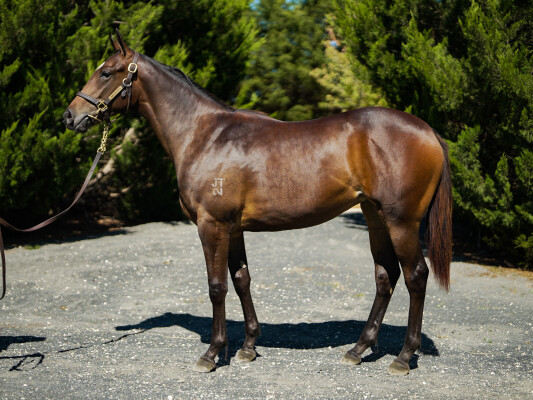 Lot 447: Portland Sky / Sebring Dream