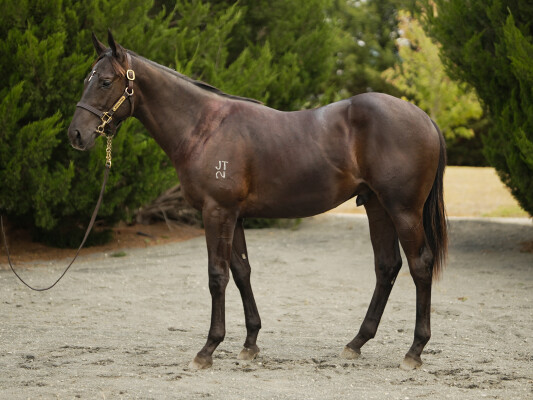 Lot 461: Brazen Beau / Shokora