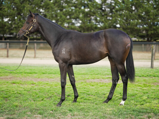 Lot 526: Russian Camelot (IRE) / The Black Tide