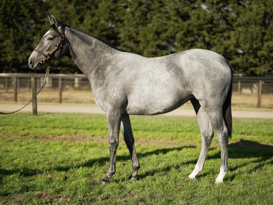 Lot 603: Russian Camelot (IRE) / Cassidy (NZ)