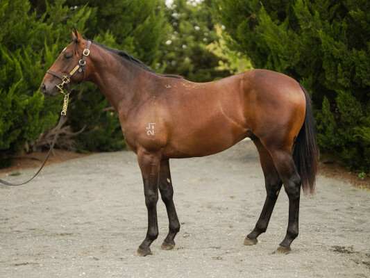 Lot 624: Supido / Dinkum Diamond