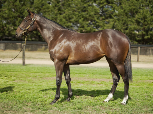 Lot 659: Trapeze Artist / Image