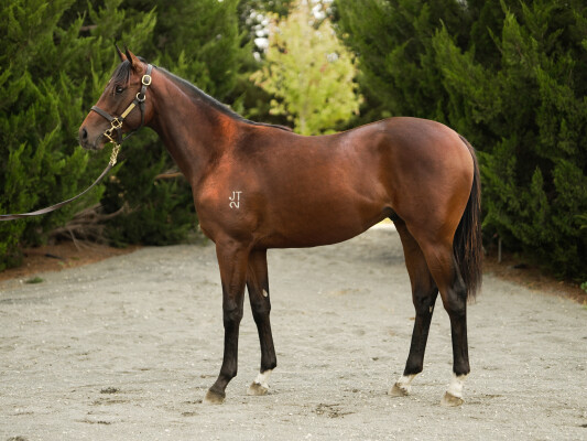 Lot 710: Russian Camelot (IRE) / Our Idyll