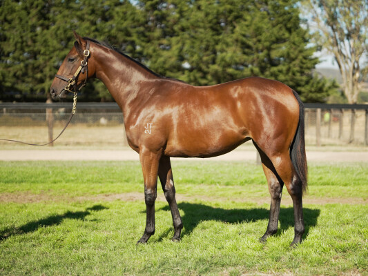 Lot 750: Nicconi / Shampion (NZ)