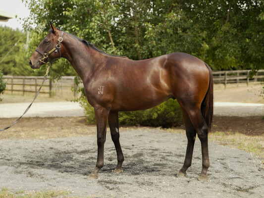 Lot 771: Russian Camelot (IRE) / Sugartown