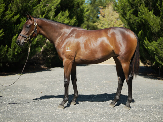 Lot 788: Harry Angel (IRE) / Unsettling