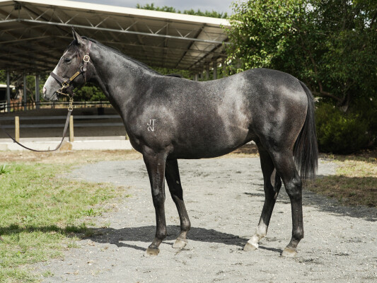 Lot 790: Russian Camelot (IRE) / Valentine Miss